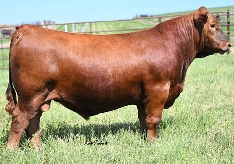 Berwald Confident 2044