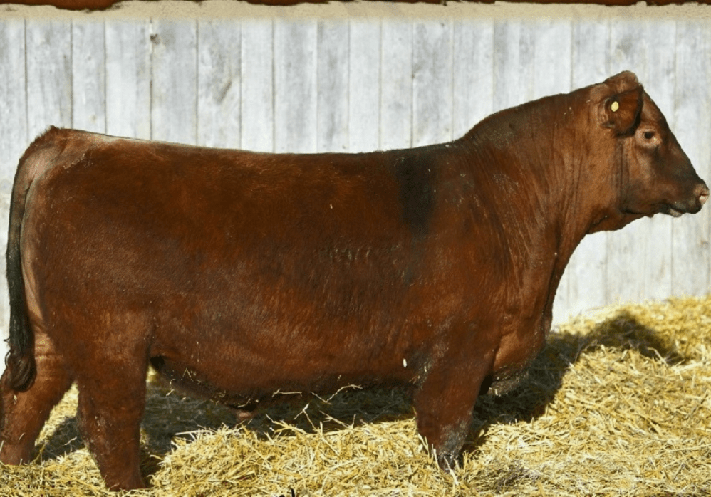 Bieber-Money-Maker-H128 edited