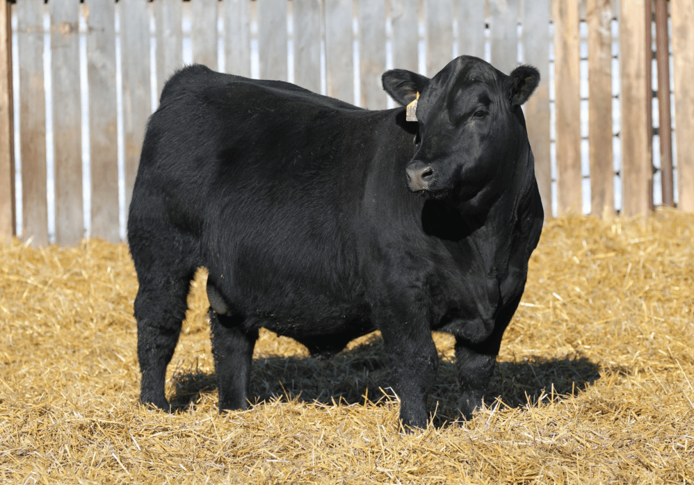 Dahlke Boomtown 338L edited