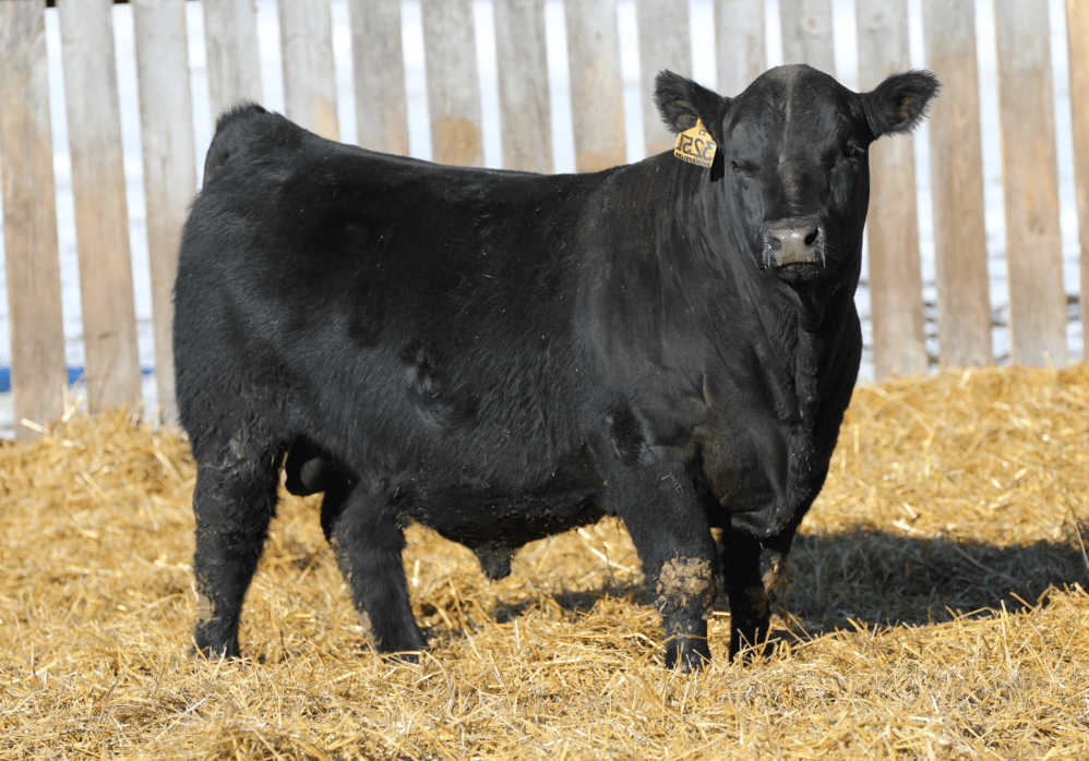 Dahlke Rockefeller 325L edited