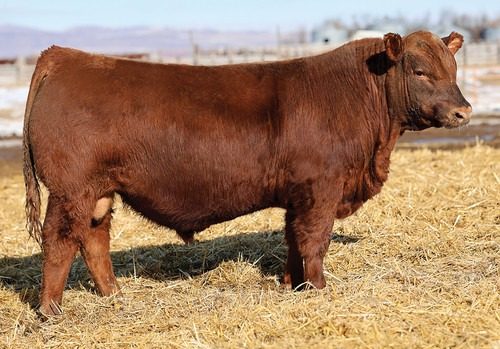 Feddes Eastwood 3284