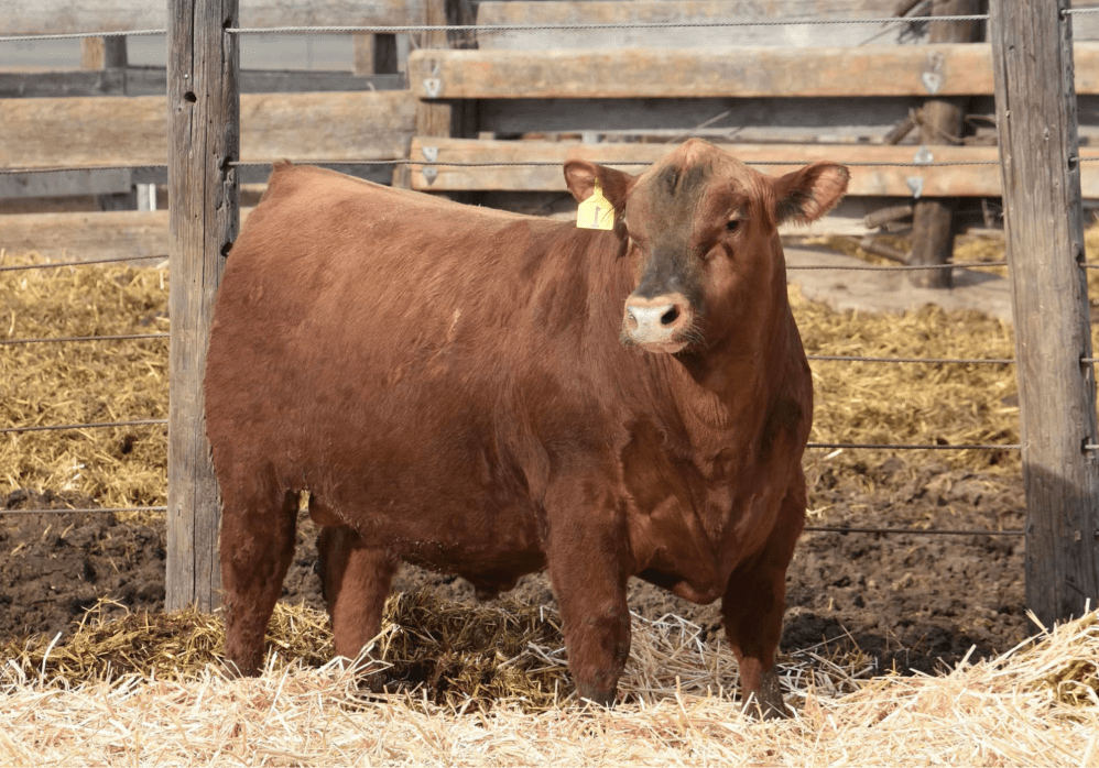 Laso American Dream G117J