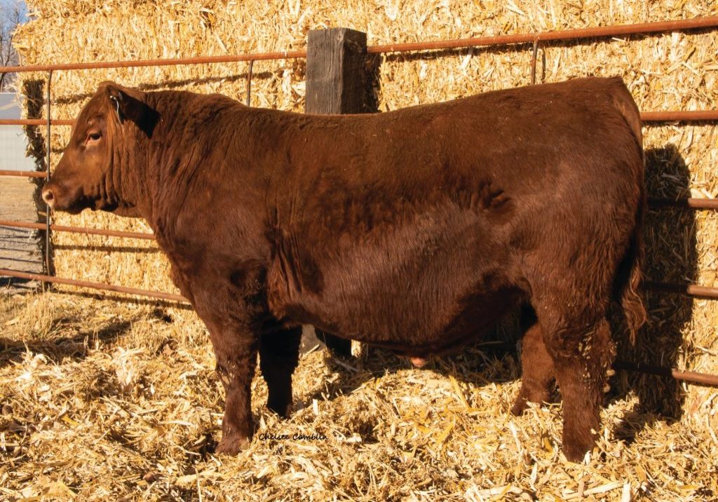 McCann Avalance Sire