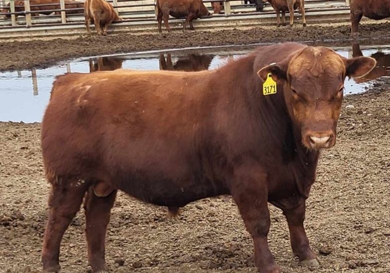 McCann Resource 3171